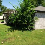 Lawn Care Services Bush Removal