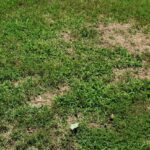 DIY Topsoil and Lawn Patching