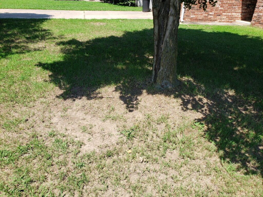 Bare Spots Under Tree