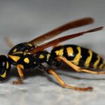 Getting Rid of Yellow Jackets