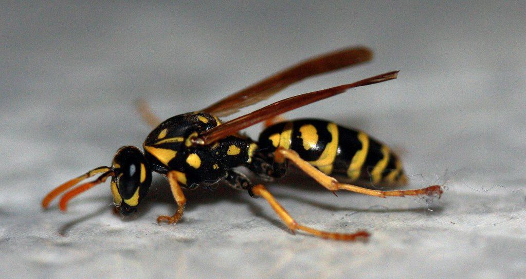 How to Get Rid of Yellow Jackets