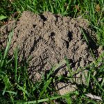 Dealing with Moles in Your Yard