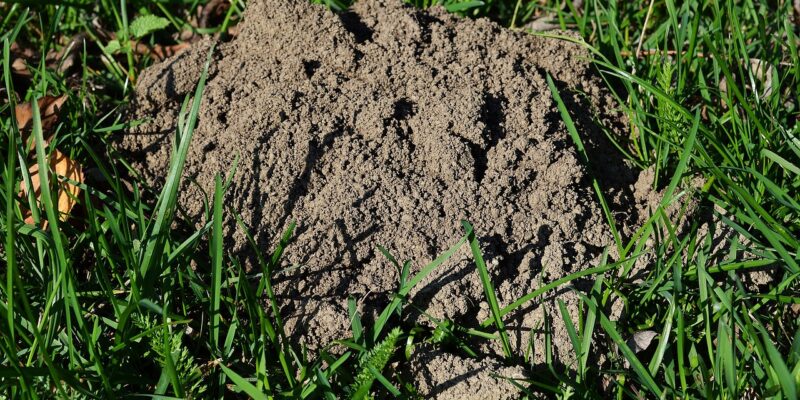 Dealing with Moles in Your Yard