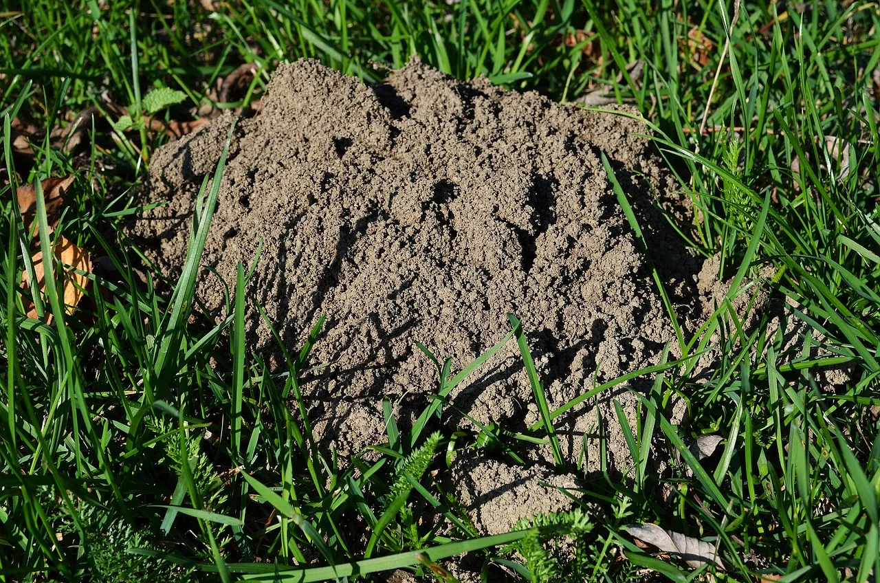 Dealing with Moles in Your Yard