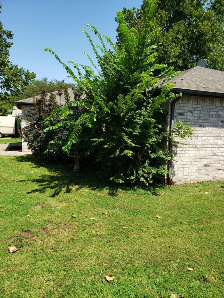 Lawn care services in Broken Arrow, Ok bush removal.